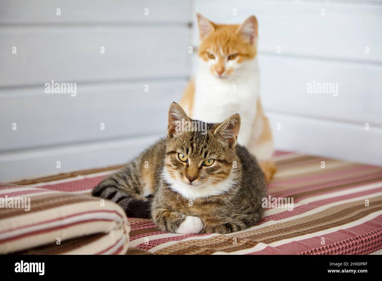 Two kittens gray and red lie on sofa striped cushions. Stock Photo