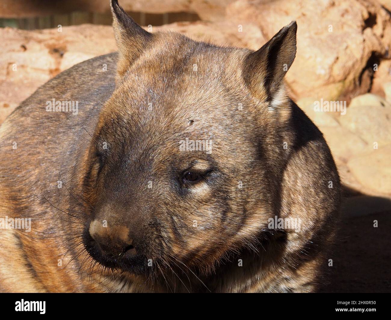 A closeup portrait of an attractive sturdy Southern Hairy-nosed Wombat enjoying the sunshine. Stock Photo