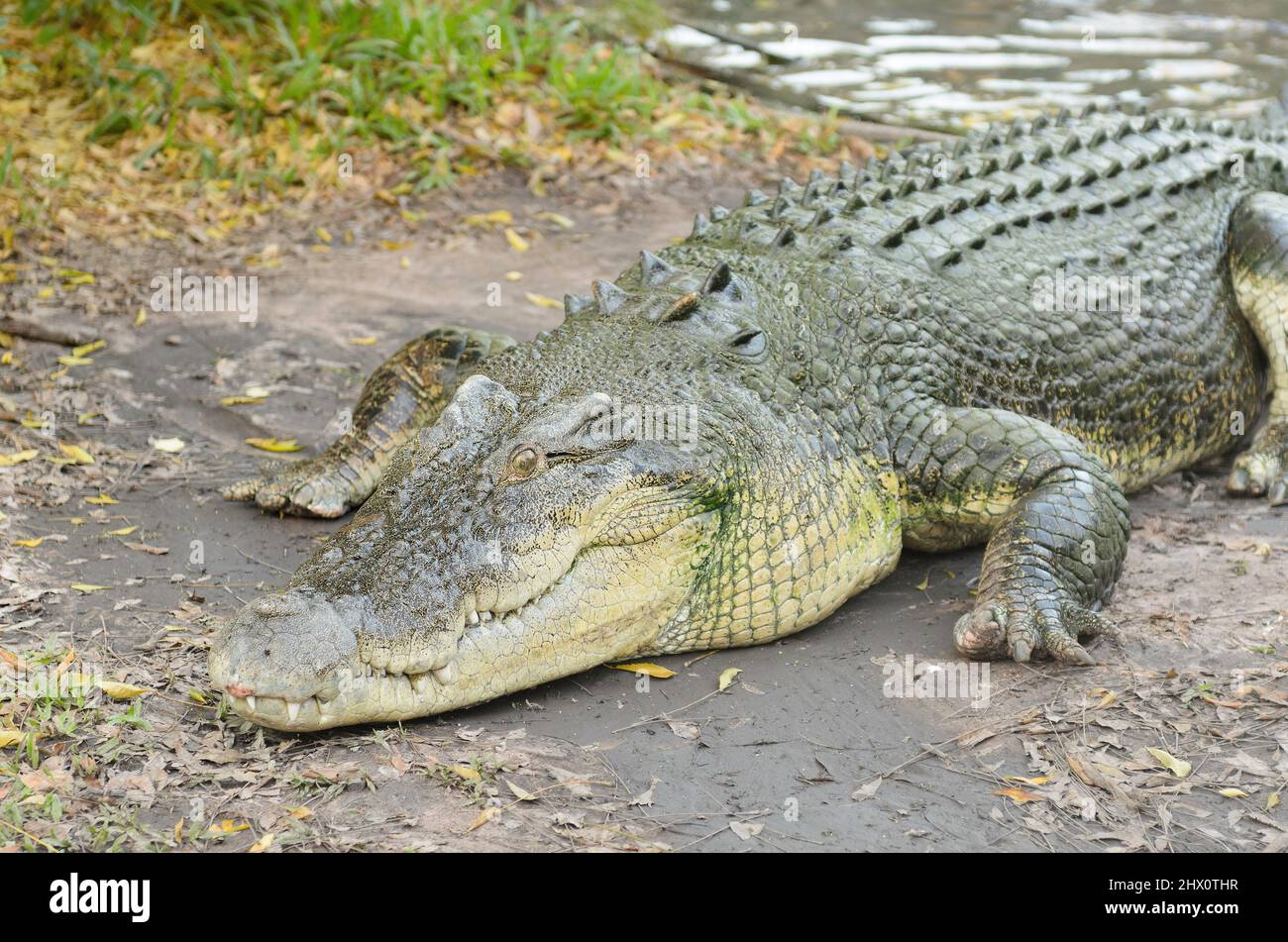 Large crocodile resting next to the water, Kakadu, Northern Territory, Australia Stock Photo