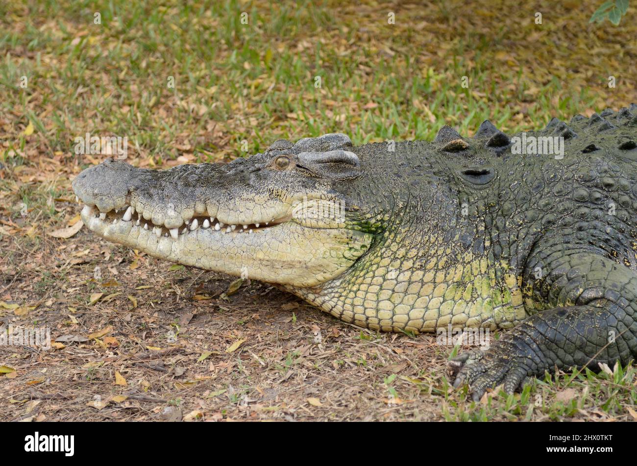 Large crocodile resting next to the water, Kakadu, NT, Australia Stock Photo