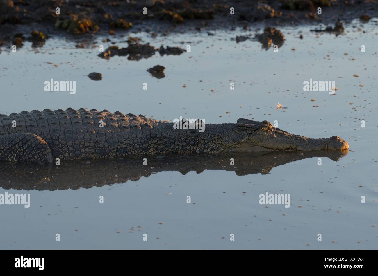 Early morning light on a crocodile in Yellow water billabong, Kakadu, Northern Territory, Australia Stock Photo