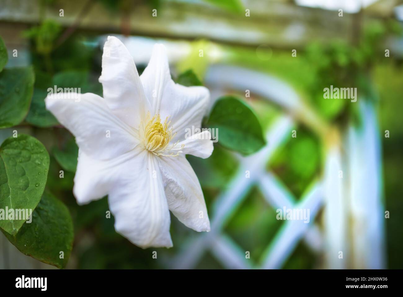 Clematis. The genus is composed of mostly vigorous, woody, climbing vines lianas. The woody stems are quite fragile until several years old. Leaves Stock Photo