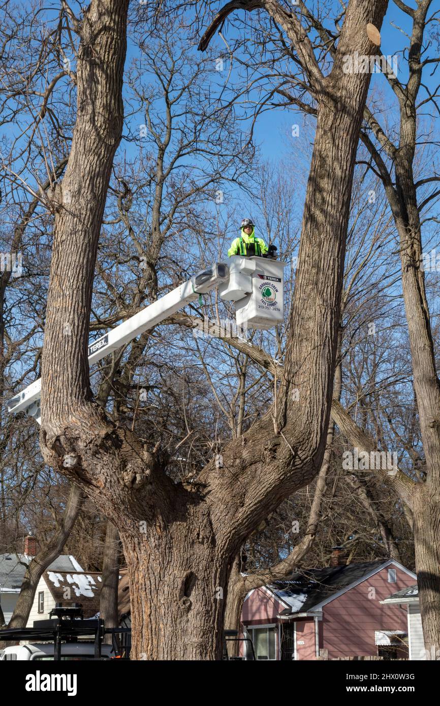 Detroit, Michigan - Workers for Detroit Grounds Crew remove unwanted and diseased trees in a Detroit neighborhood. Stock Photo