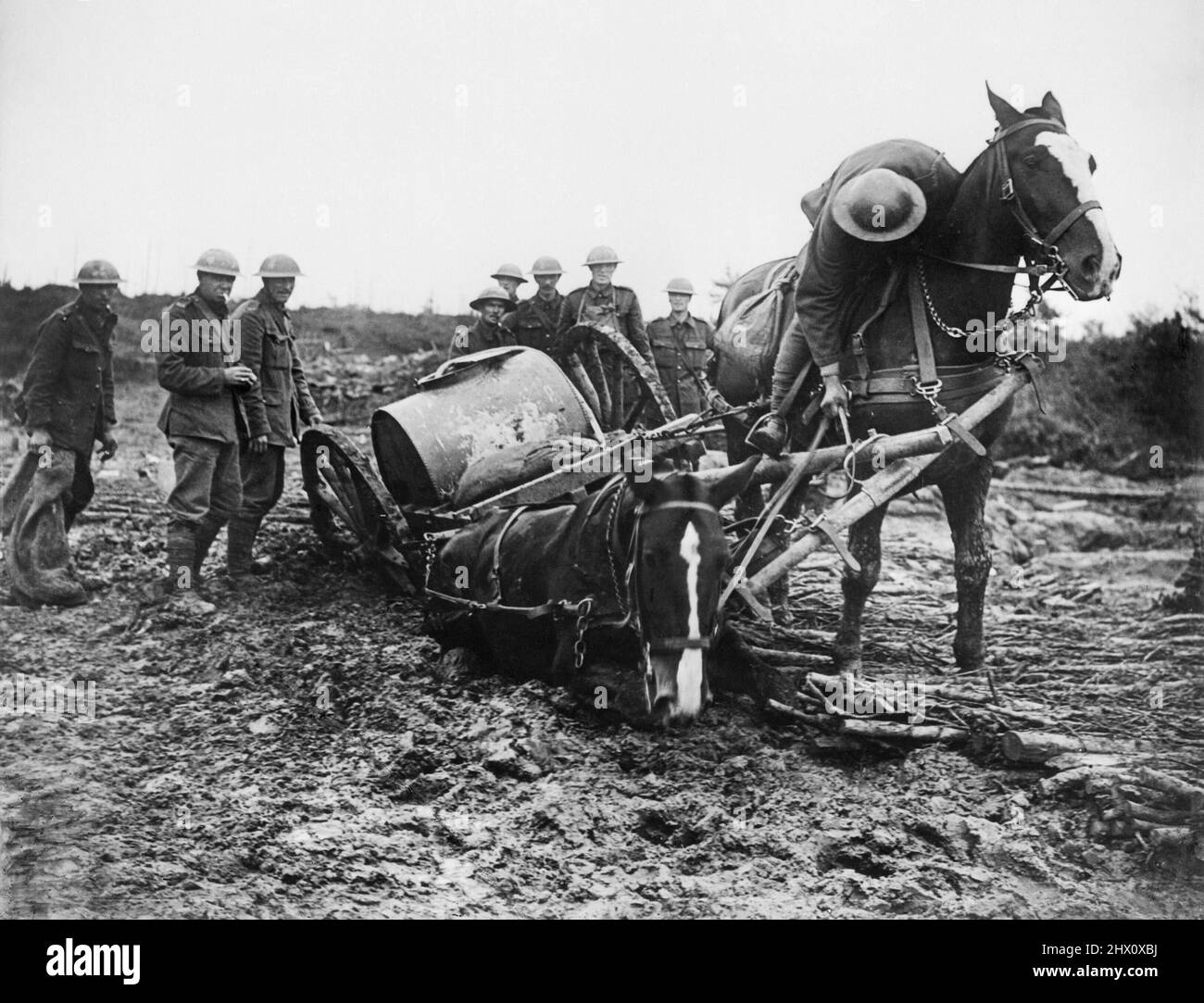 British soldiers try to rescue a horse-drawn water cart, which has become stuck in mud up to the axle at St. Eloi, 11 August 1917. One wheel and the back leg of one of the horses has become stuck after coming off the edge of the brushwood track. Stock Photo