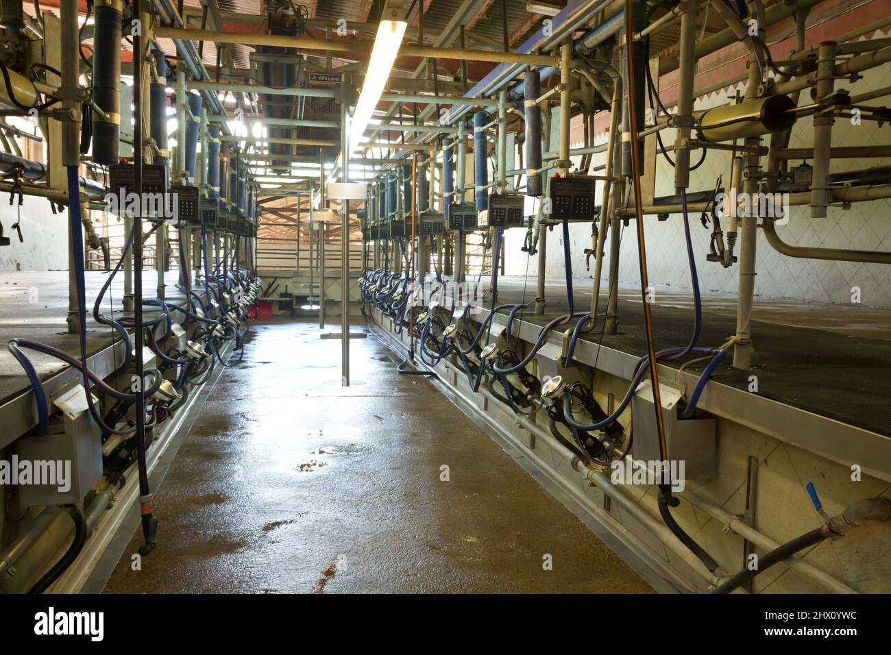 Automated milking line Stock Photo