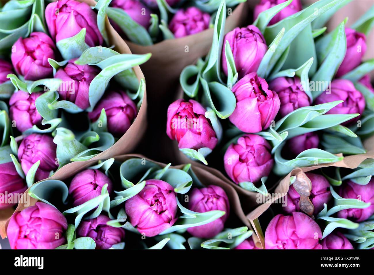 Close up of purple tulips from above Stock Photo