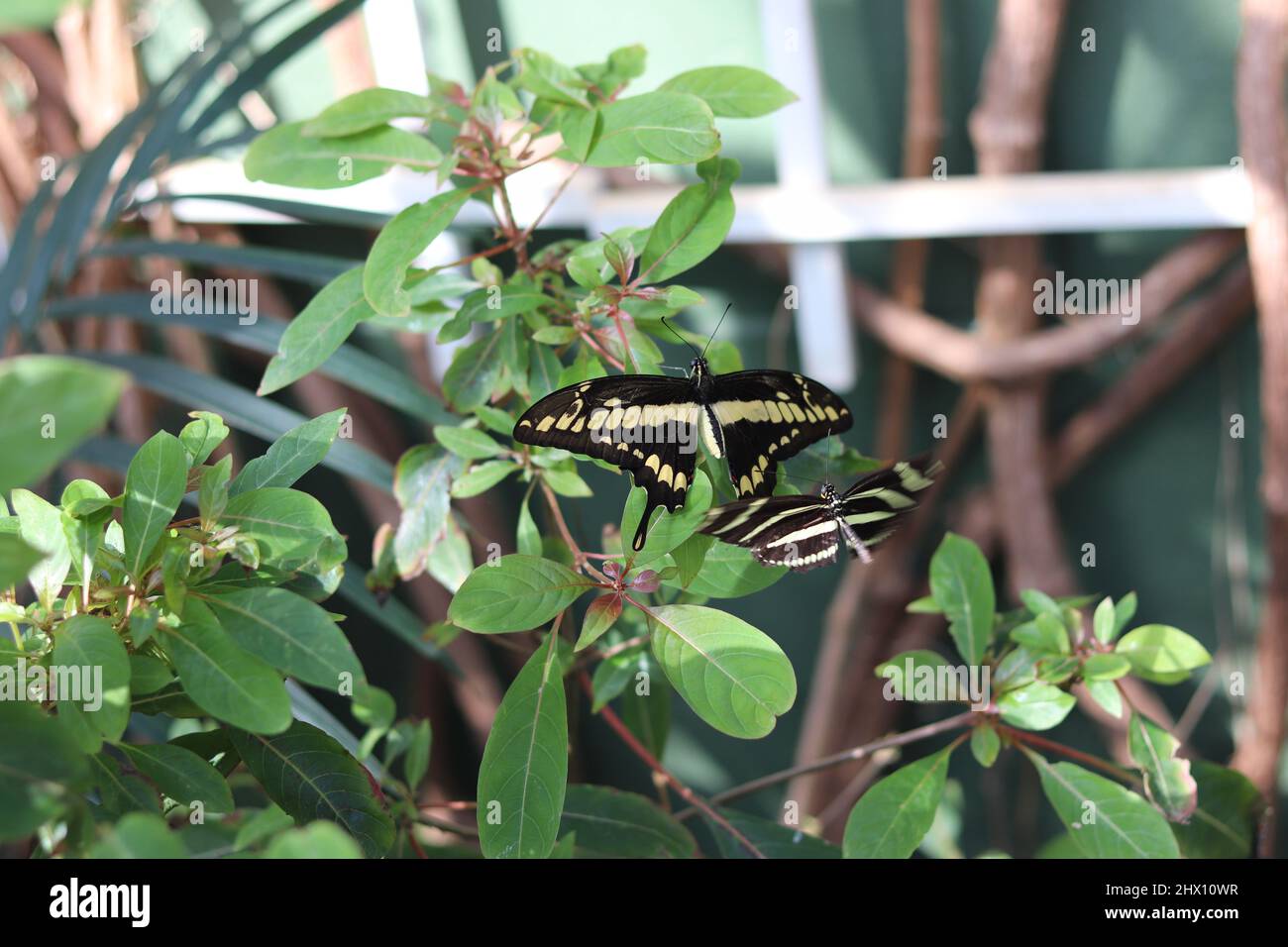 Zebra longwing or Heliconius charithonia harassing a King swallowtail butterfly or Papilio thoas resting on a plant at Butterfly wonderland. Stock Photo
