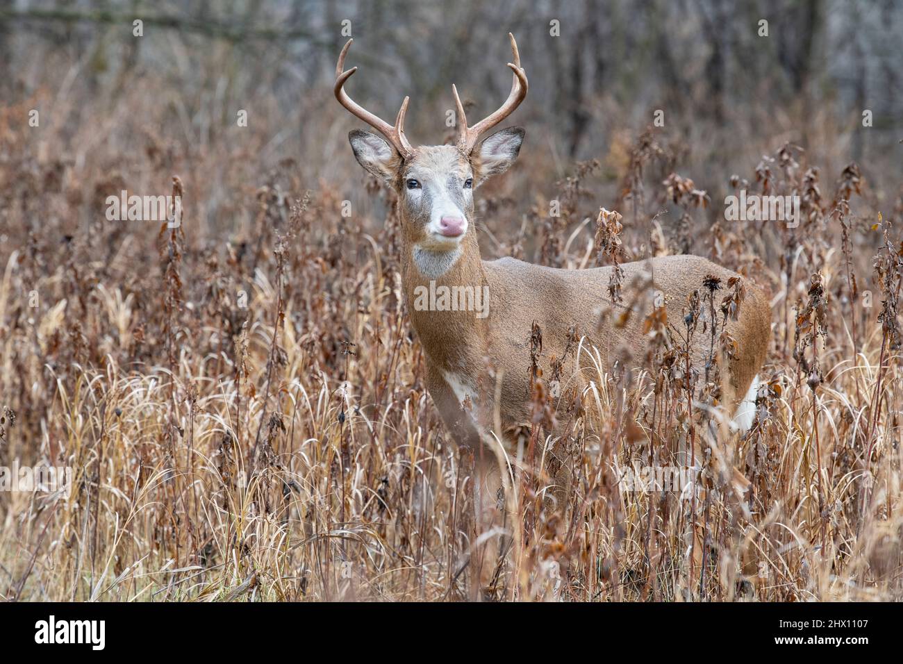Piebald white-tailed deer (Odocoileus virginianus). Fort Snelling state park, Minnesota. Early December. Stock Photo