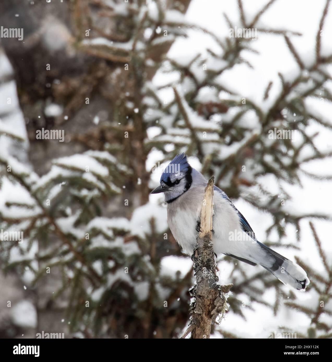 Blue Jays in forest in winter Stock Photo - Alamy