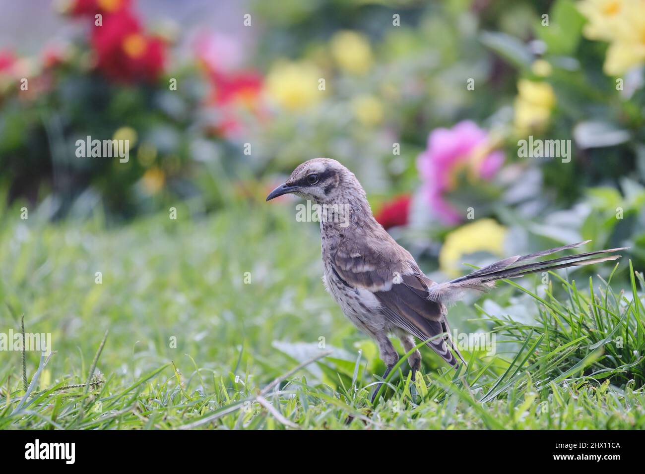 Long tailed Mockingbird (Mimus longicaudatus), perched on grass among flowers. Stock Photo