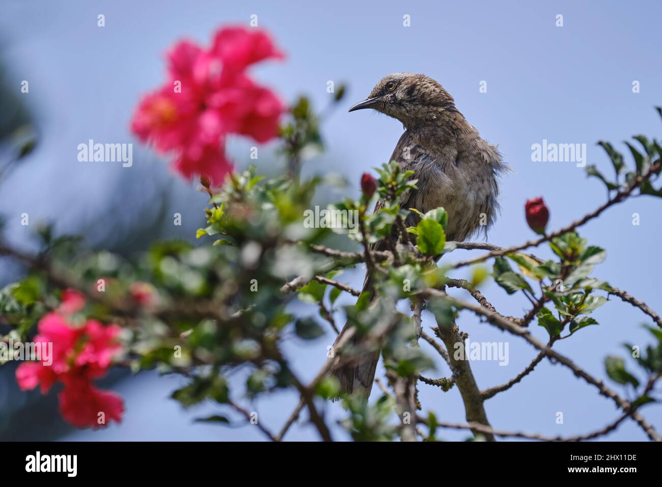 Long tailed Mockingbird (Mimus longicaudatus), perched on the branches of a bush among flowers. Stock Photo