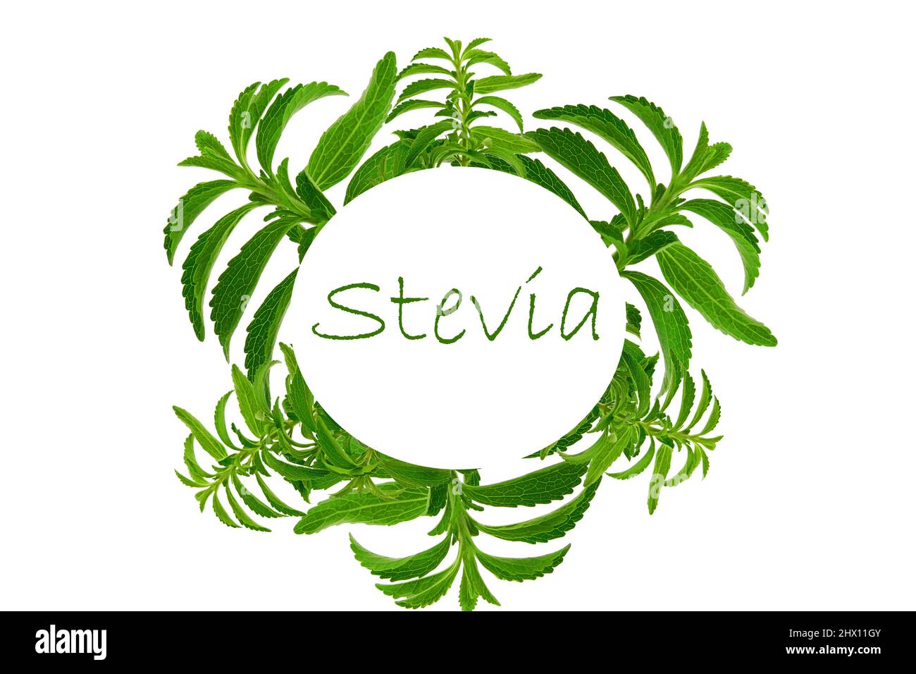 Stevia frame. Green twig and the inscription stevia isolated on white background.Stevia plant. natural low calorie sweetener.Stevioside Sweetener Raw Stock Photo