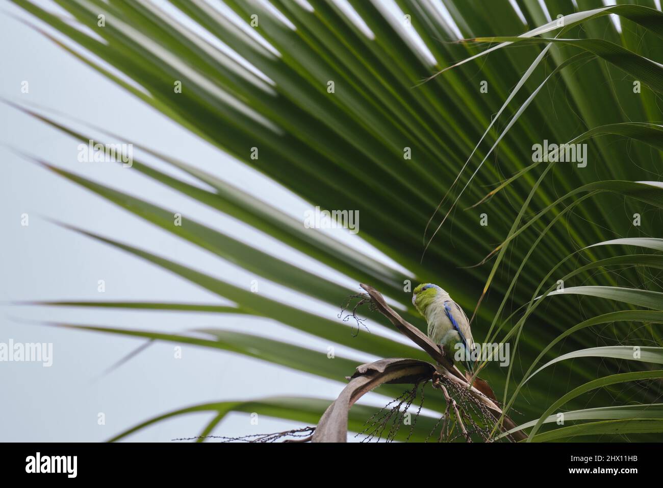 Pacific Parrotlet (Forpus coelestis), perched on the branch of a tall palm tree. Stock Photo