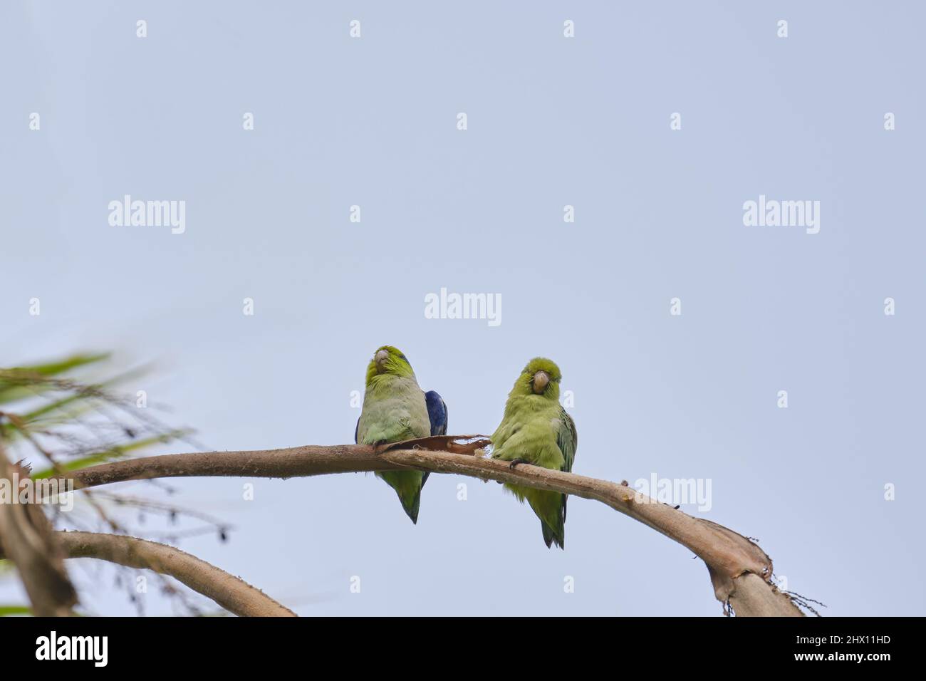 Pacific Parrotlet (Forpus coelestis), pair perched on the branch of a tall palm tree. Stock Photo