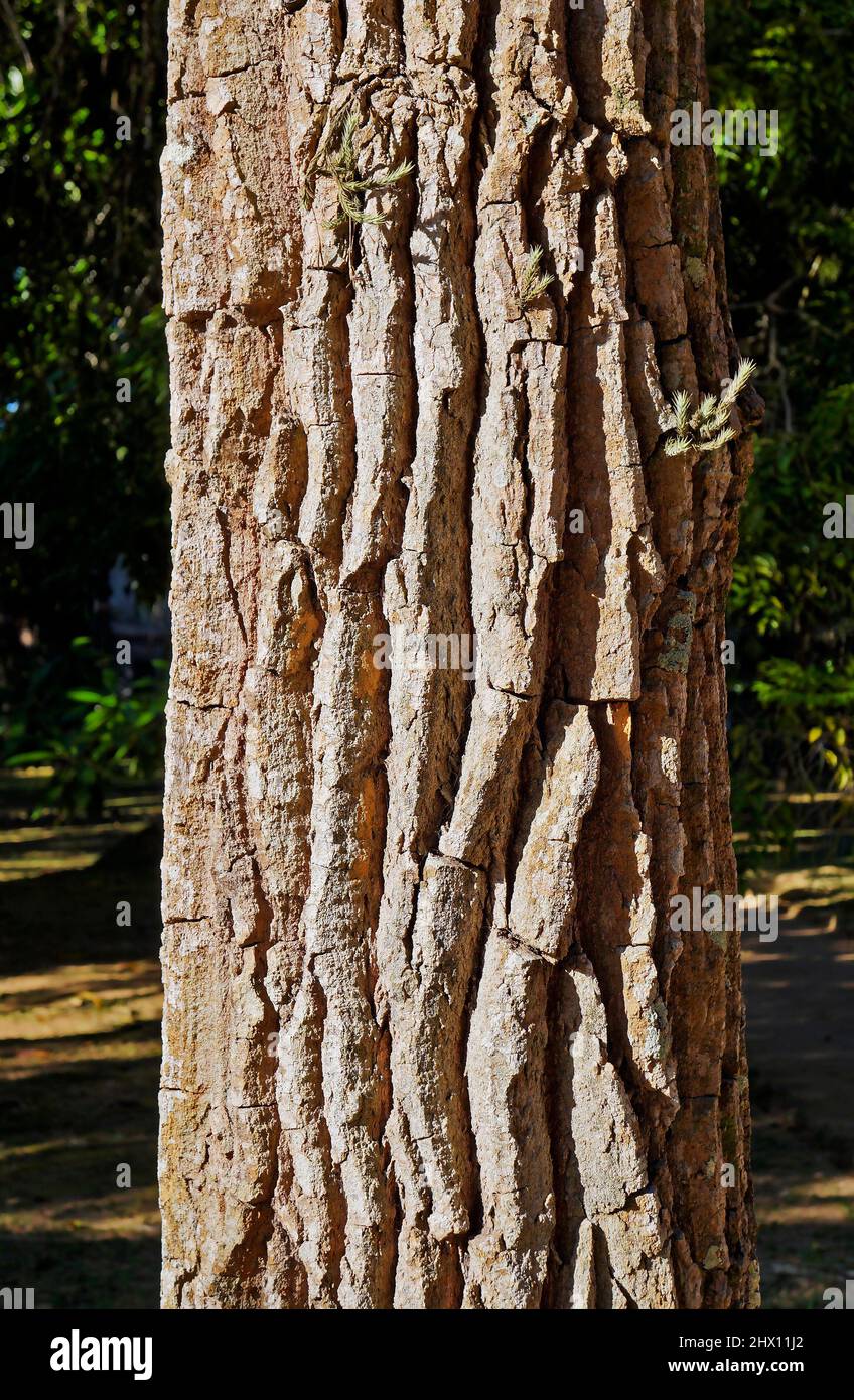 Timber tree native to Brazil (Aspidosperma macrocarpon) Stock Photo