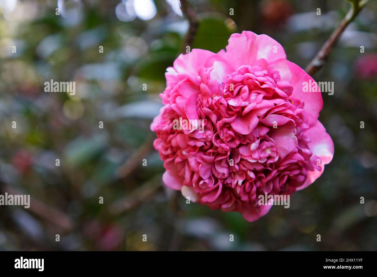 Japanese camellia flower (Camellia japonica Stock Photo Alamy