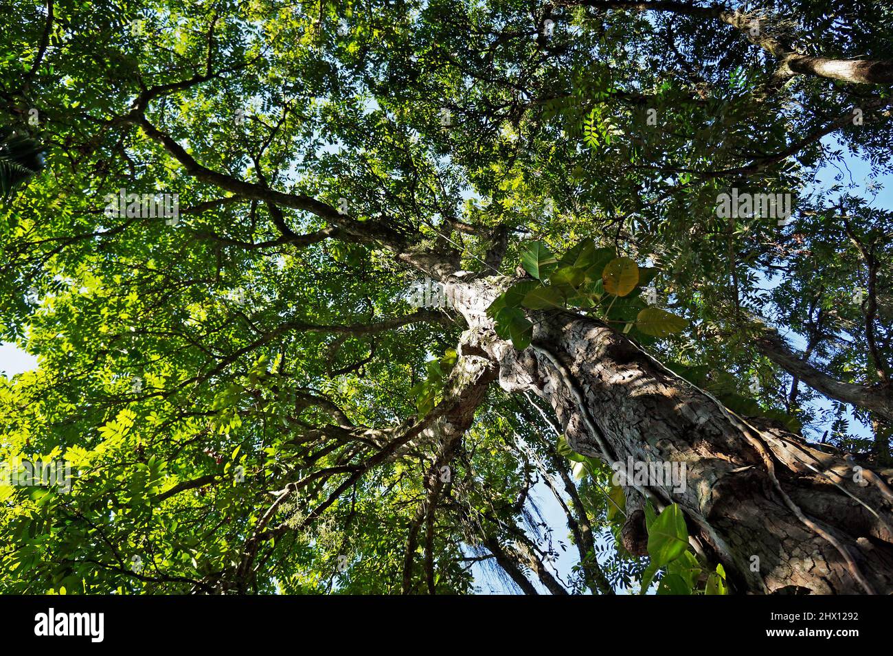 Crabwood tree or Andiroba tree (Carapa guianensis) Stock Photo