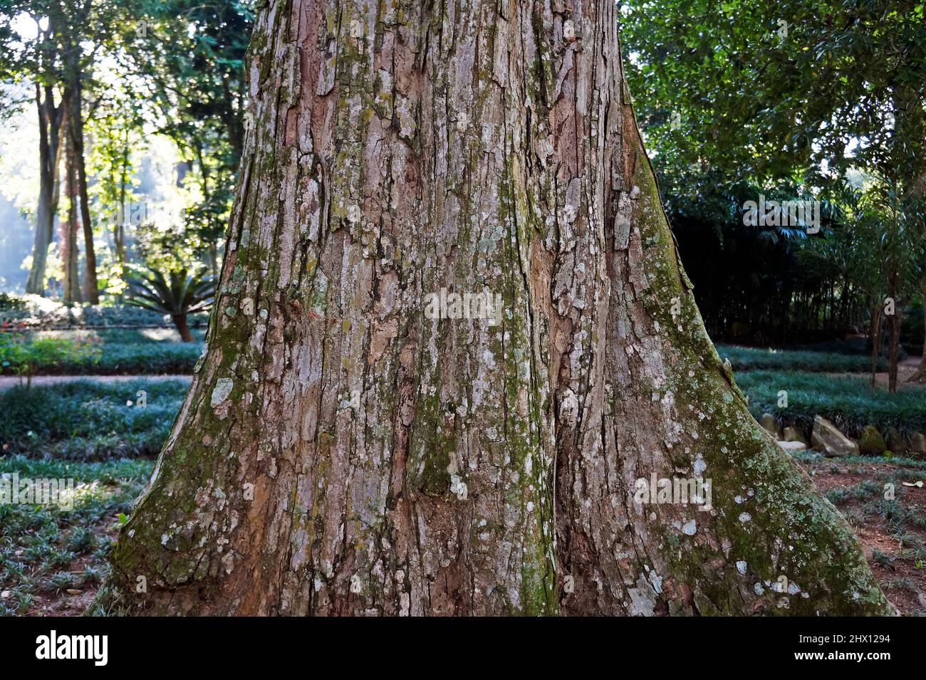 Crabwood tree or Andiroba tree (Carapa guianensis), Rio, Brazil Stock Photo