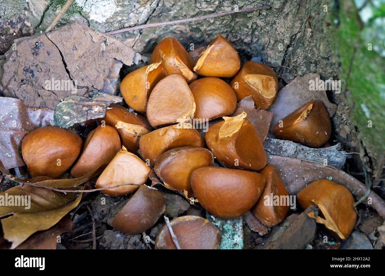 Crabwood tree seed or Andiroba seed (Carapa guianensis) on soil, Rio, Brazil Stock Photo