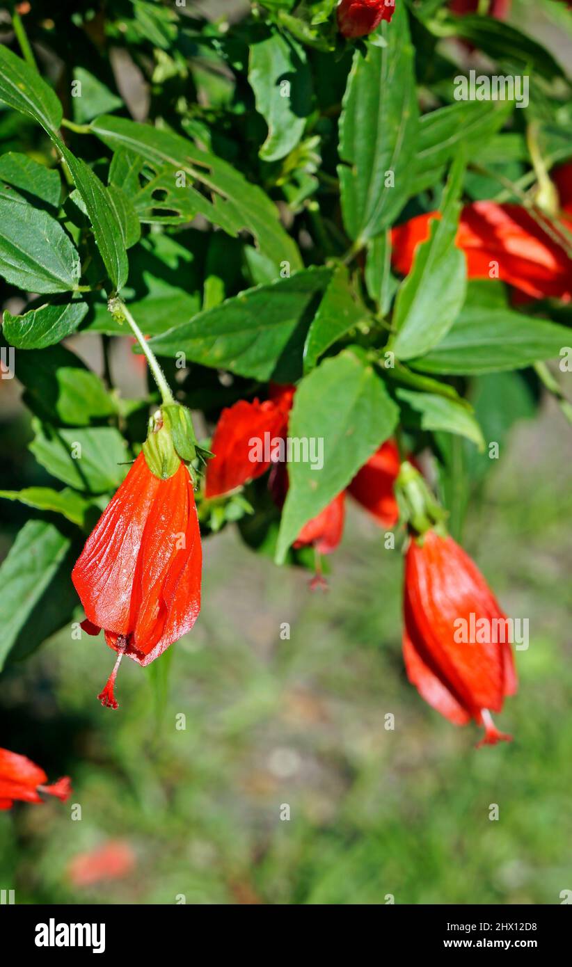 Turk's cap, Sleeping hibiscus or Wax Mallow flower (Malvaviscus arboreus) Stock Photo