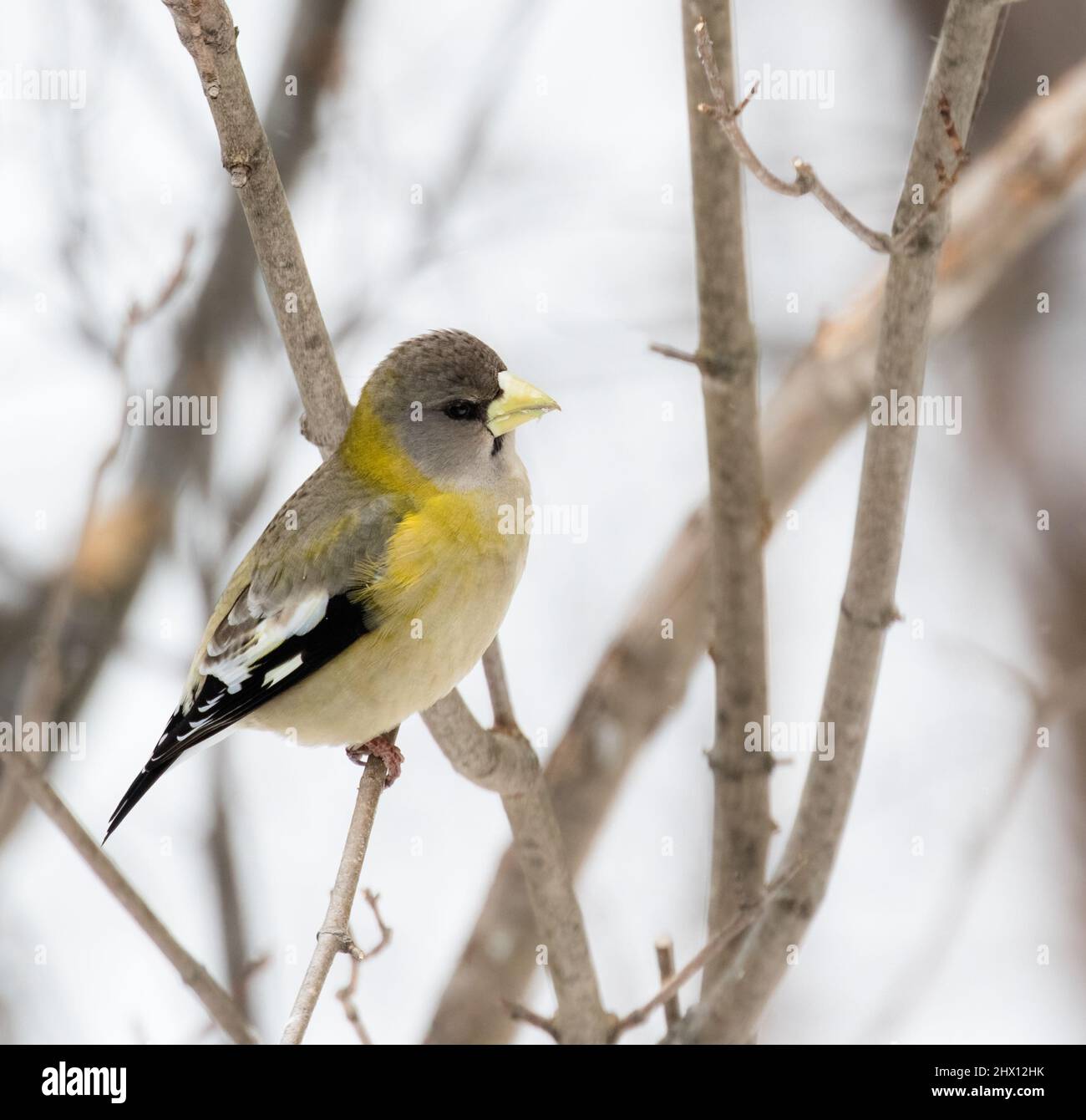 Female adult Evening Grosbeak (Hesperiphona vespertina) in a tree in Algonquin Park in March Stock Photo