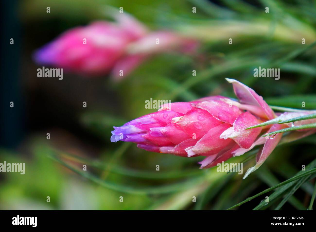 Epiphytic plant flowers (Tillandsia stricta) Stock Photo