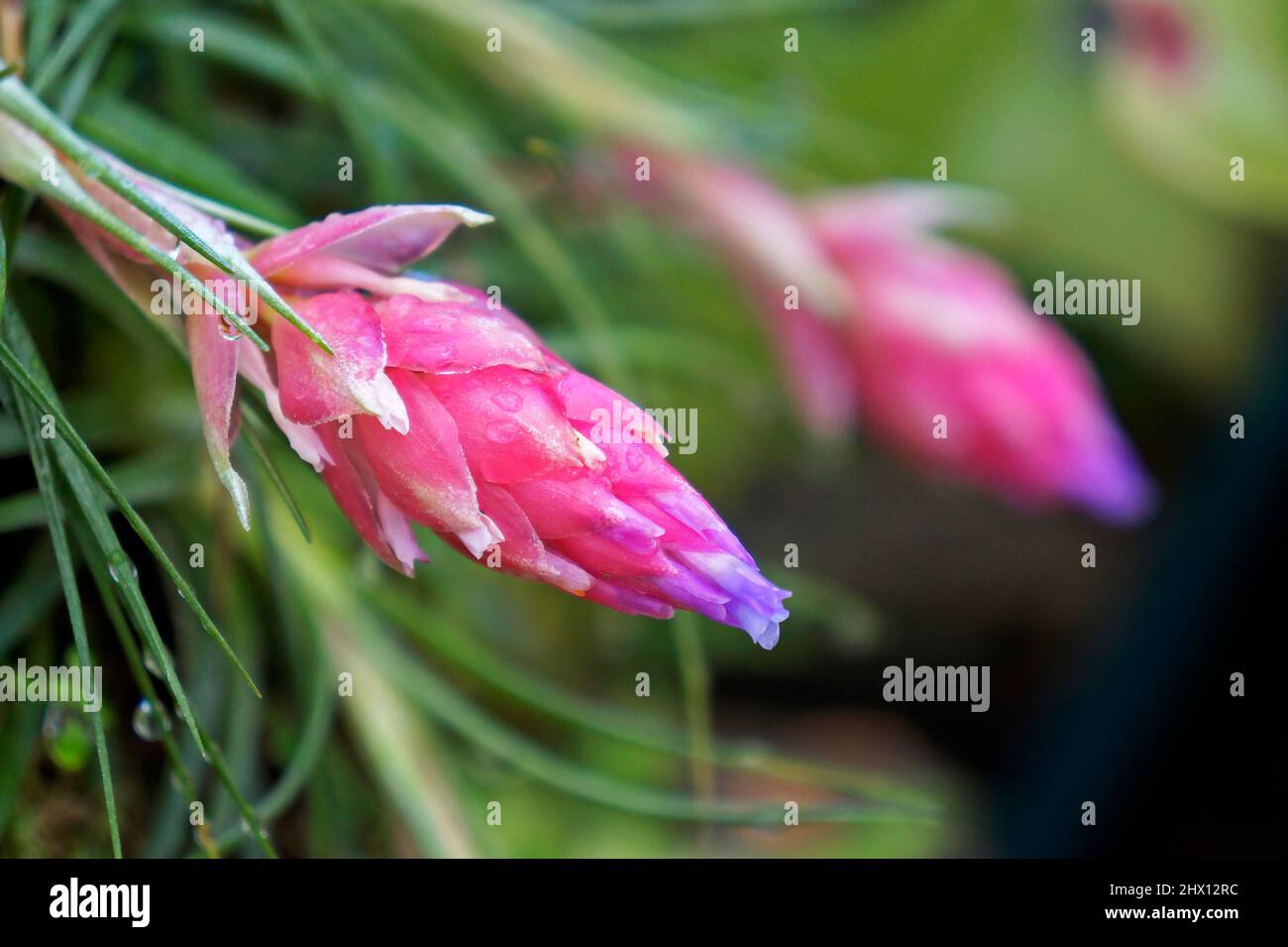 Epiphytic plant flowers (Tillandsia stricta) Stock Photo