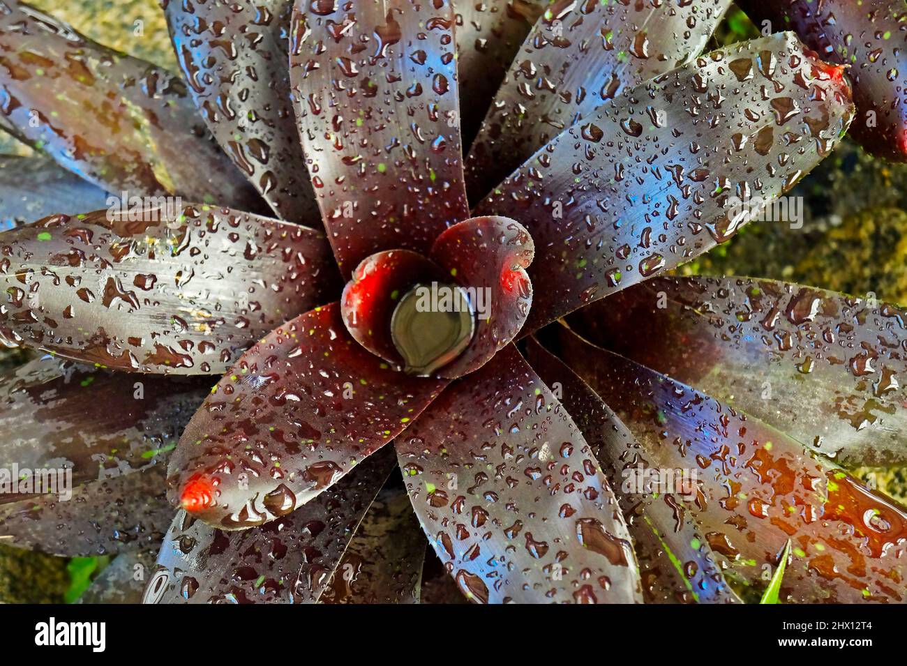 Bromeliad (Neoregelia 'Royal Burgundy') on tropical garden Stock Photo