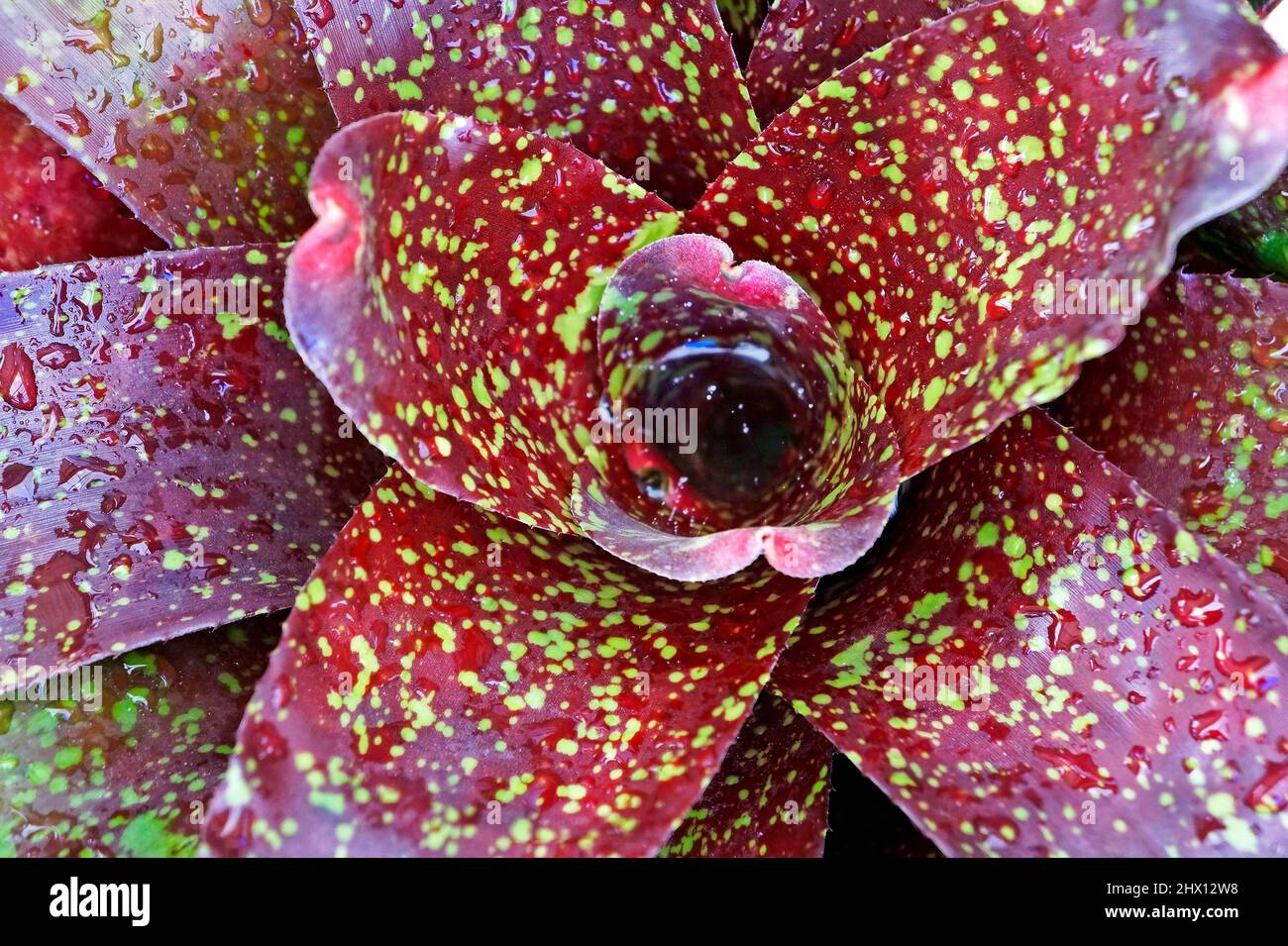 Bromeliad (Neoregelia marmorata) on tropical garden Stock Photo