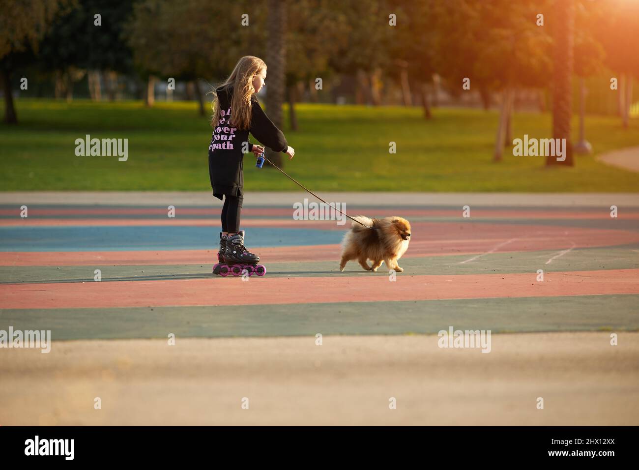 Little beautiful girl on roller skates walks a pomeranian puppy in the park Stock Photo