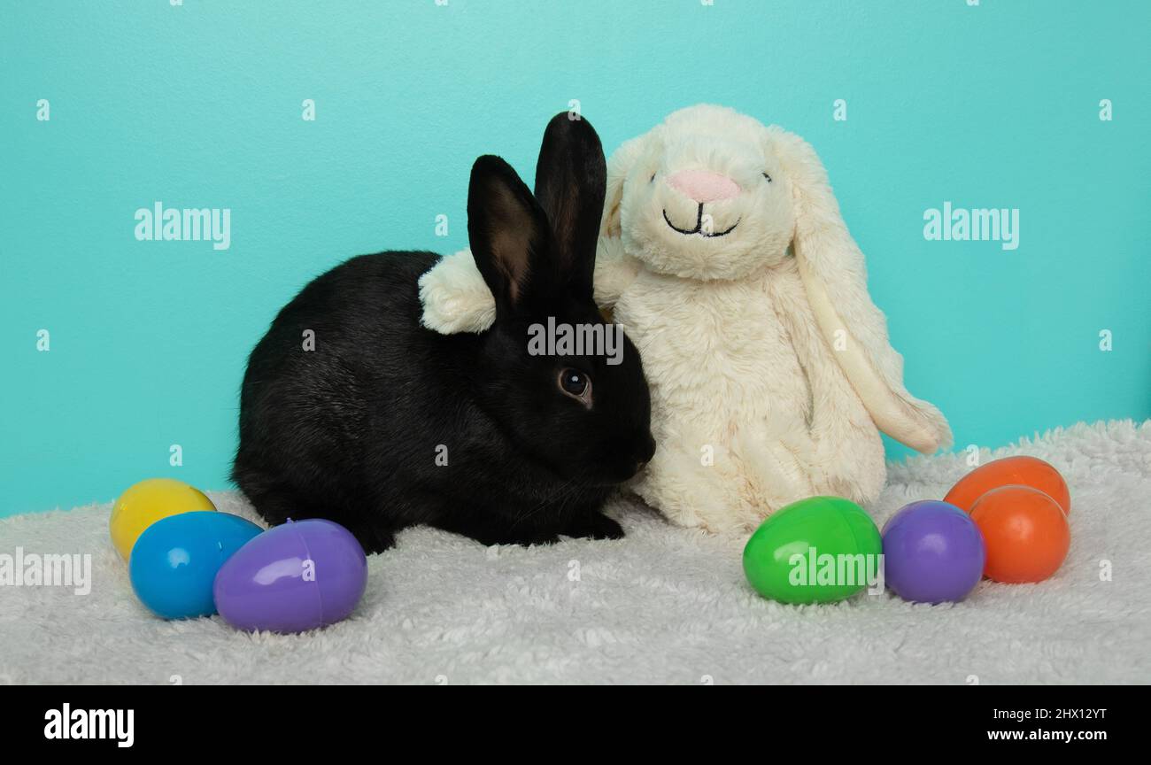 cute easter black bunny rabbit with a toy and eggs Stock Photo - Alamy