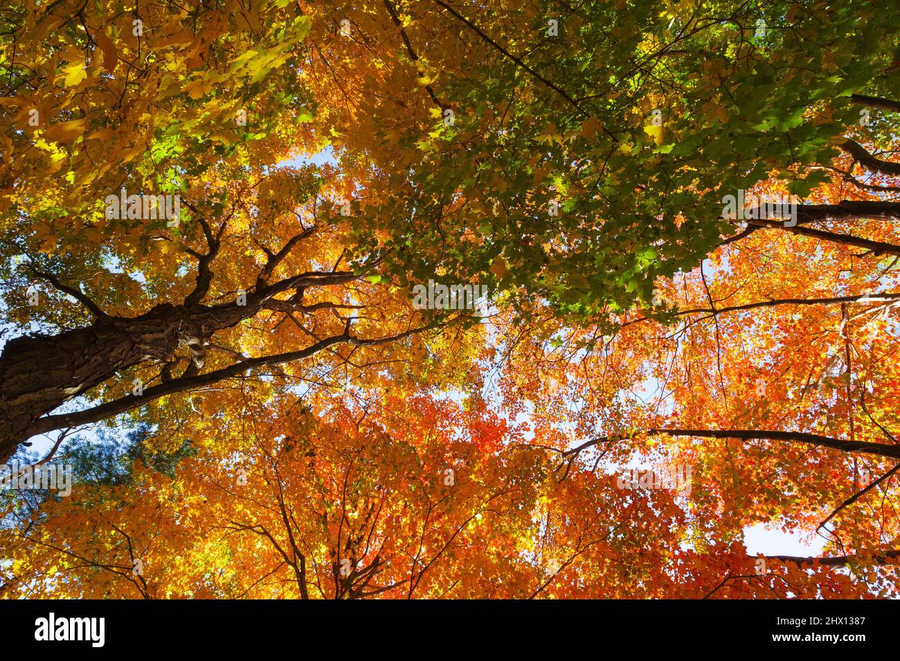 Maple trees in the forest during the autumn months in New Hampshire USA ...