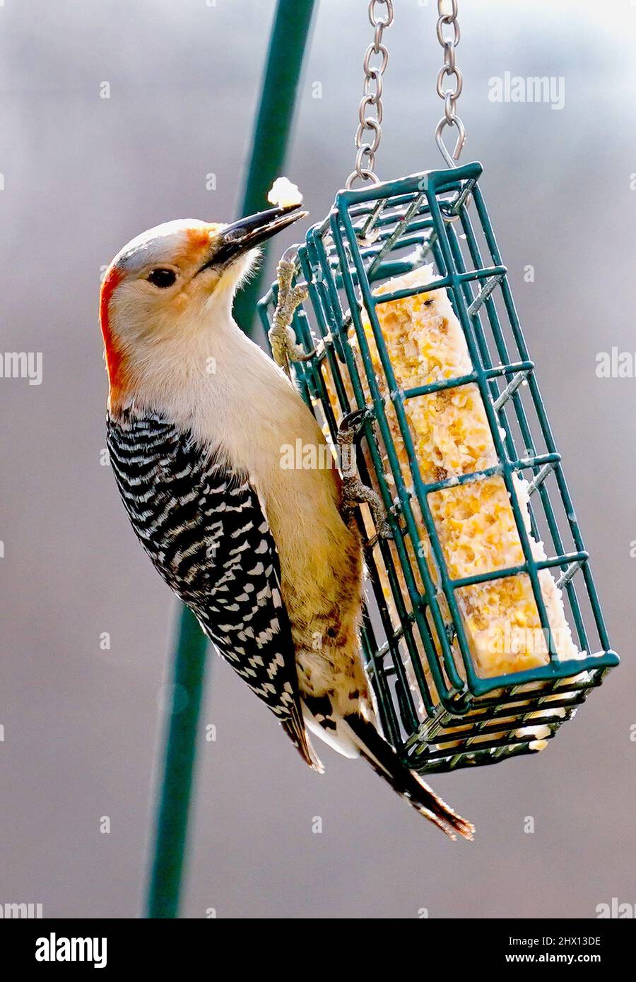 Woodpecker on the suet feeder Stock Photo Alamy