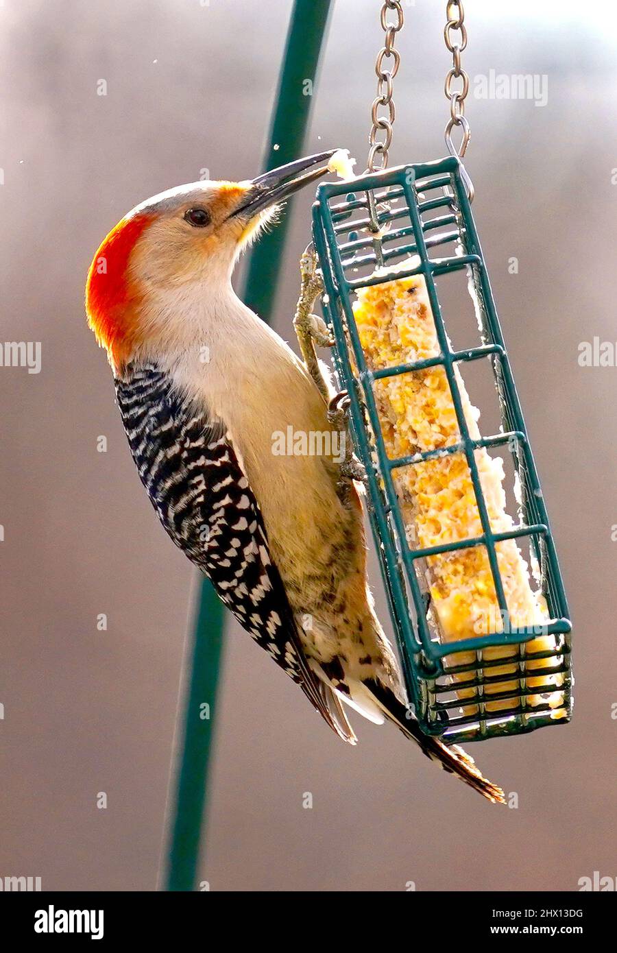 Woodpecker on the suet feeder Stock Photo Alamy