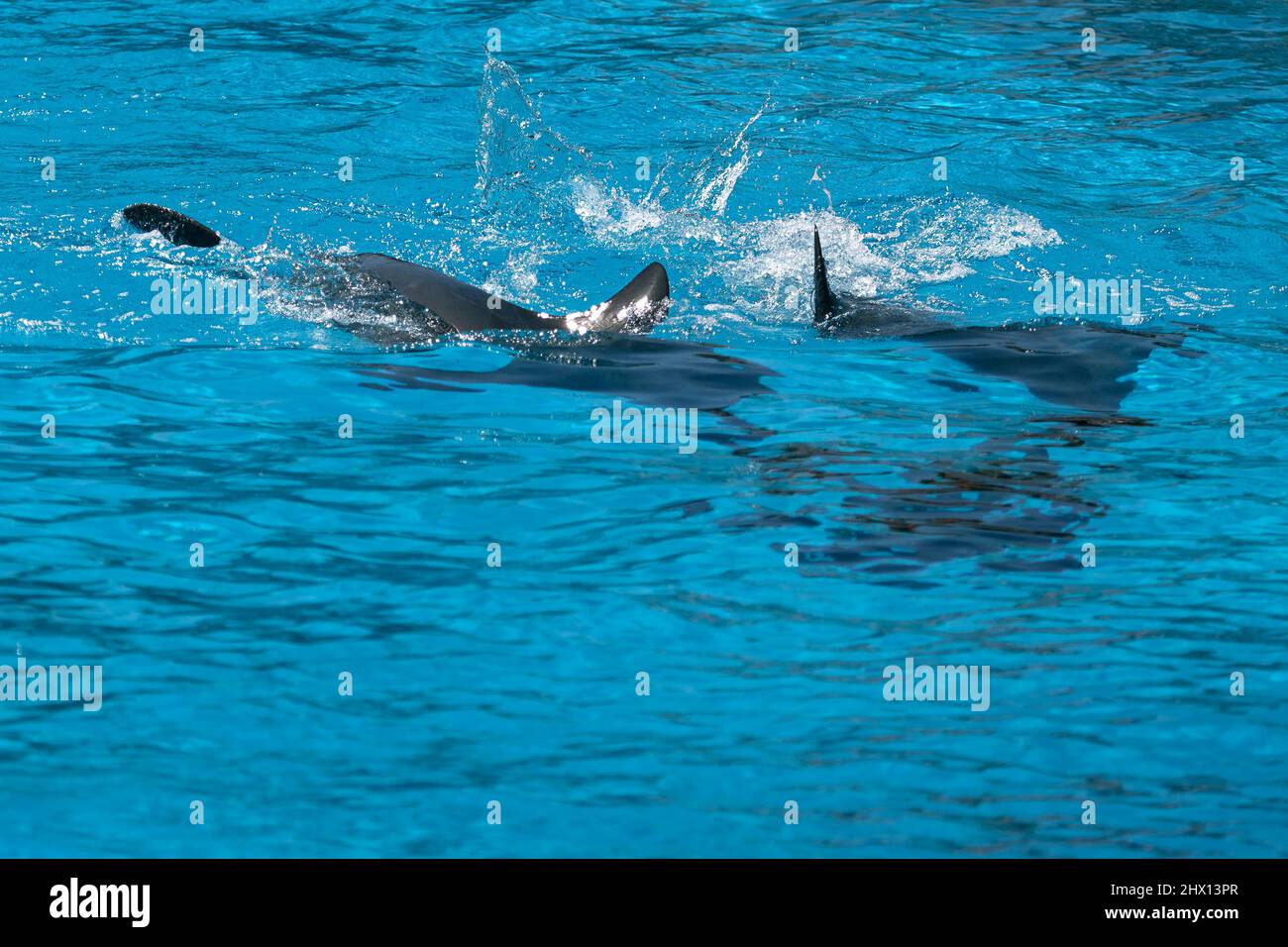 Shark fins above water . Fish flipper at water surface Stock Photo