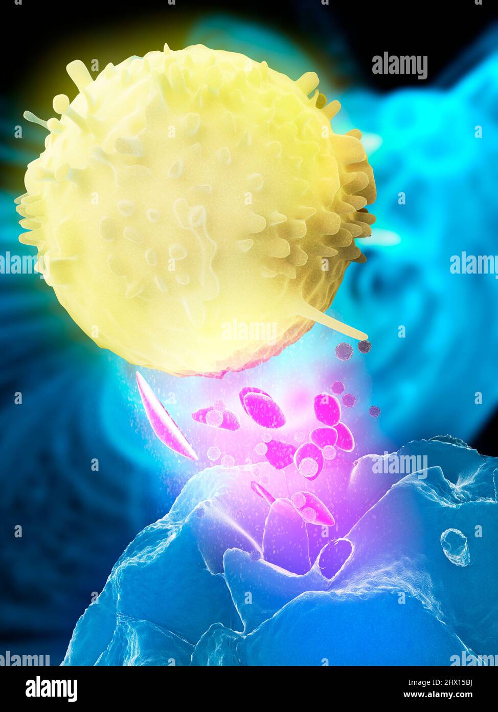 Natural killer cell attacking target, illustration Stock Photo - Alamy
