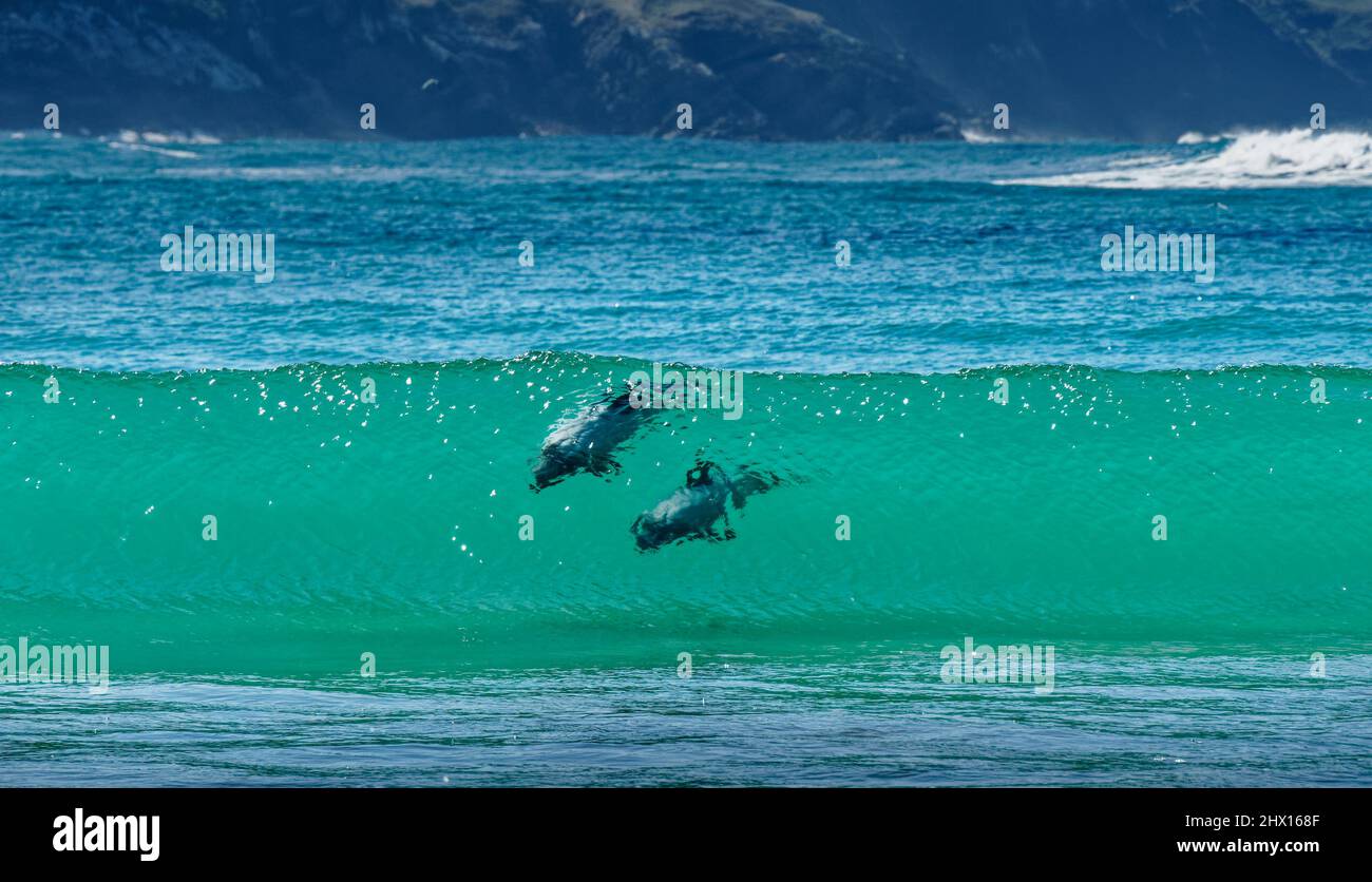 Hectors dolphins, surfing in Porpoise Bay, The Catlins, south island, New Zealand. Hectors dolphins, a cetacean, are endemic and endangered. Stock Photo