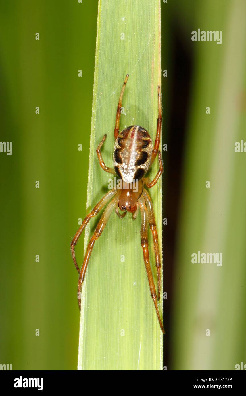 Leaf Curling Spider, Phonognatha graeffei. Sitting on a grass blade. Coffs Harbour, NSW, Australia Stock Photo