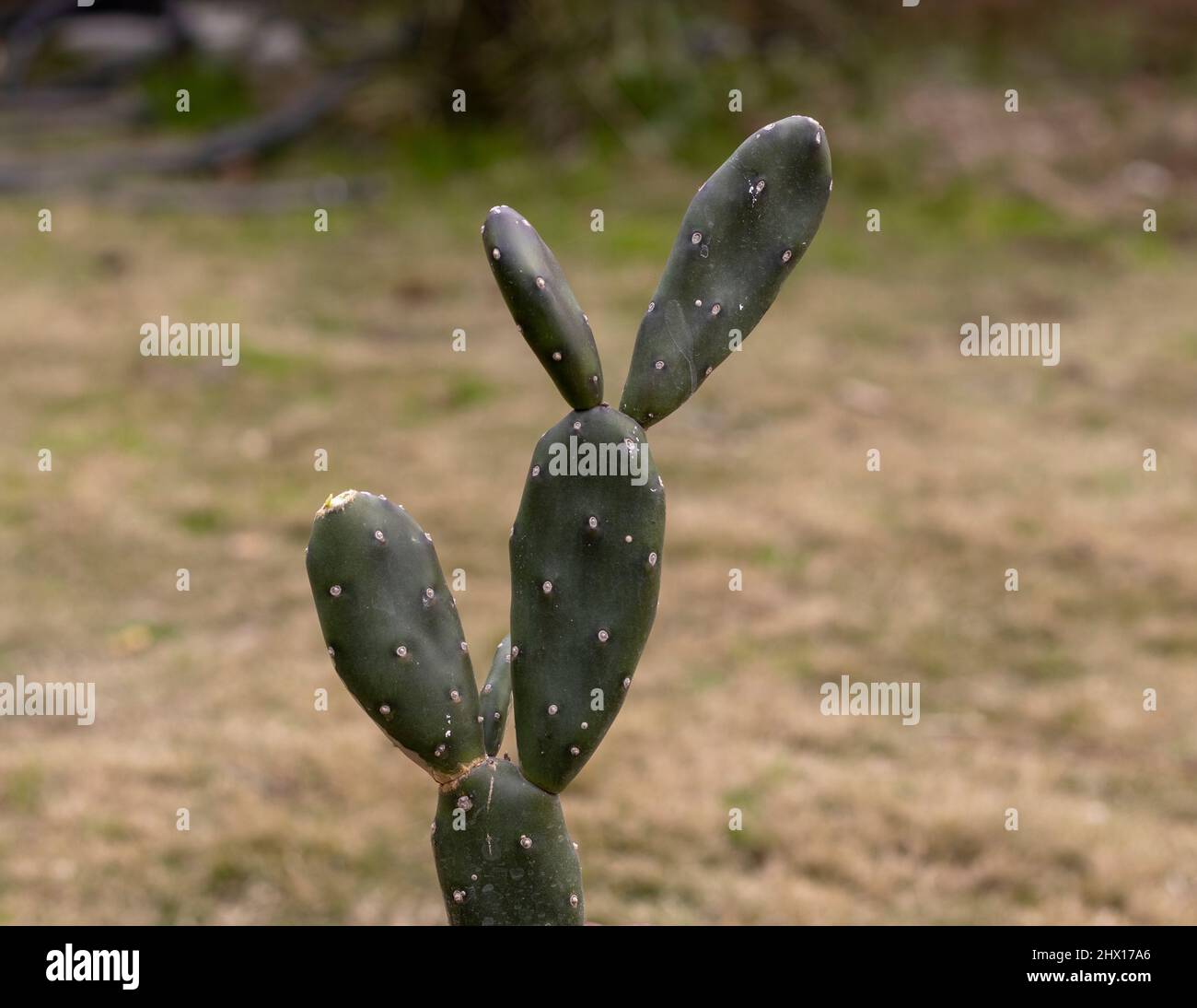 Opuntia quimilo prickly pear cactus Stock Photo Alamy
