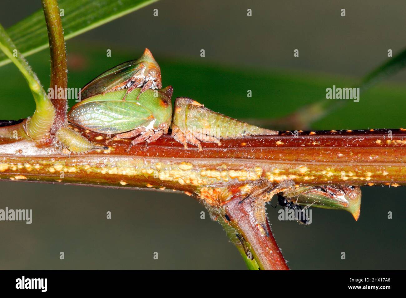 Acacia Horned Treehoppers, Sextius virescens. Also known as the Green