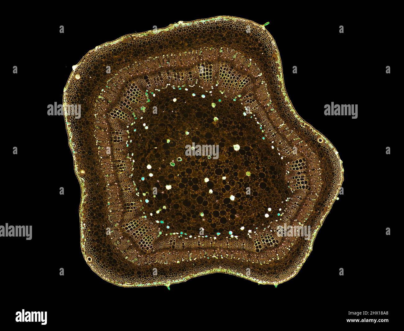 Microscopic cross section of plant stem showing cells, botanical ...