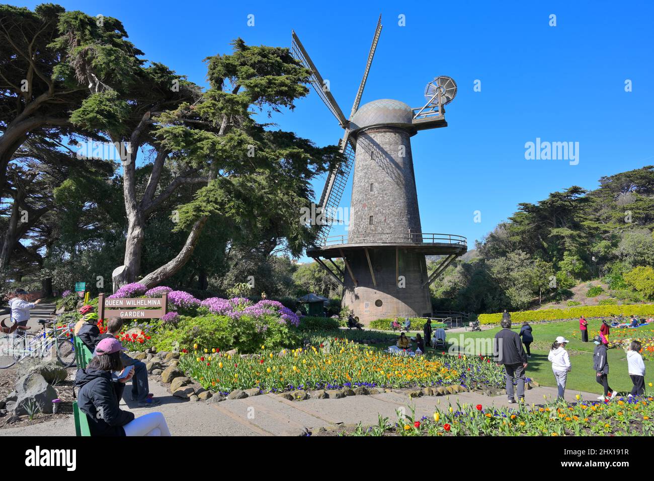 Tulips flowering in the Queen Wilhelmina Garden, Golden Gate Park CA