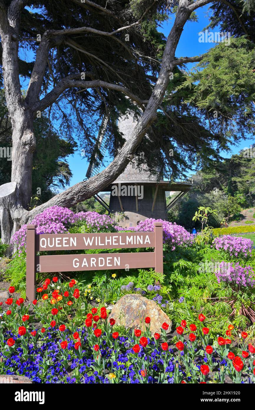 Tulips flowering in the Queen Wilhelmina Garden, Golden Gate Park CA