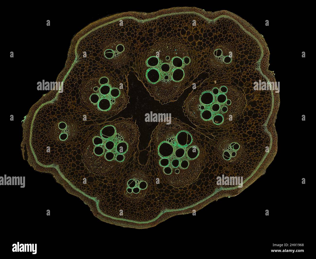 Microscopic cross section of plant stem showing cells, botanical ...
