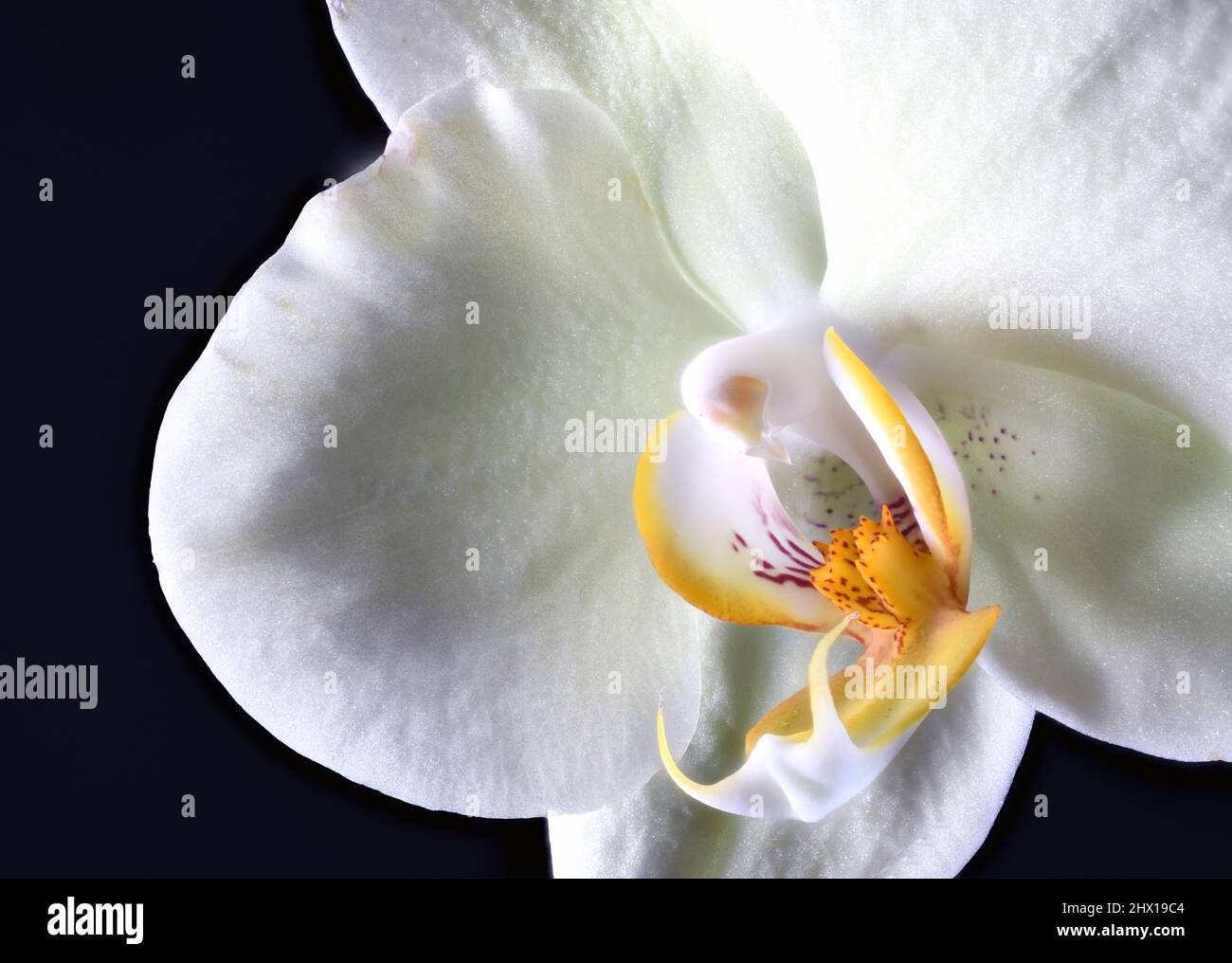 White and Yellow Moth Orchid macro Close up. Orchids in this genus are native to India, Taiwan, China, Southeast Asia, New Guinea and Australia. Stock Photo