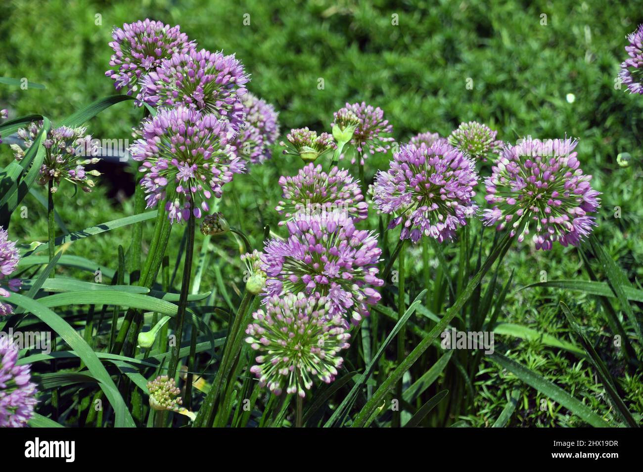 Lavender Colored Allium flowers in Summertime. The allium flower