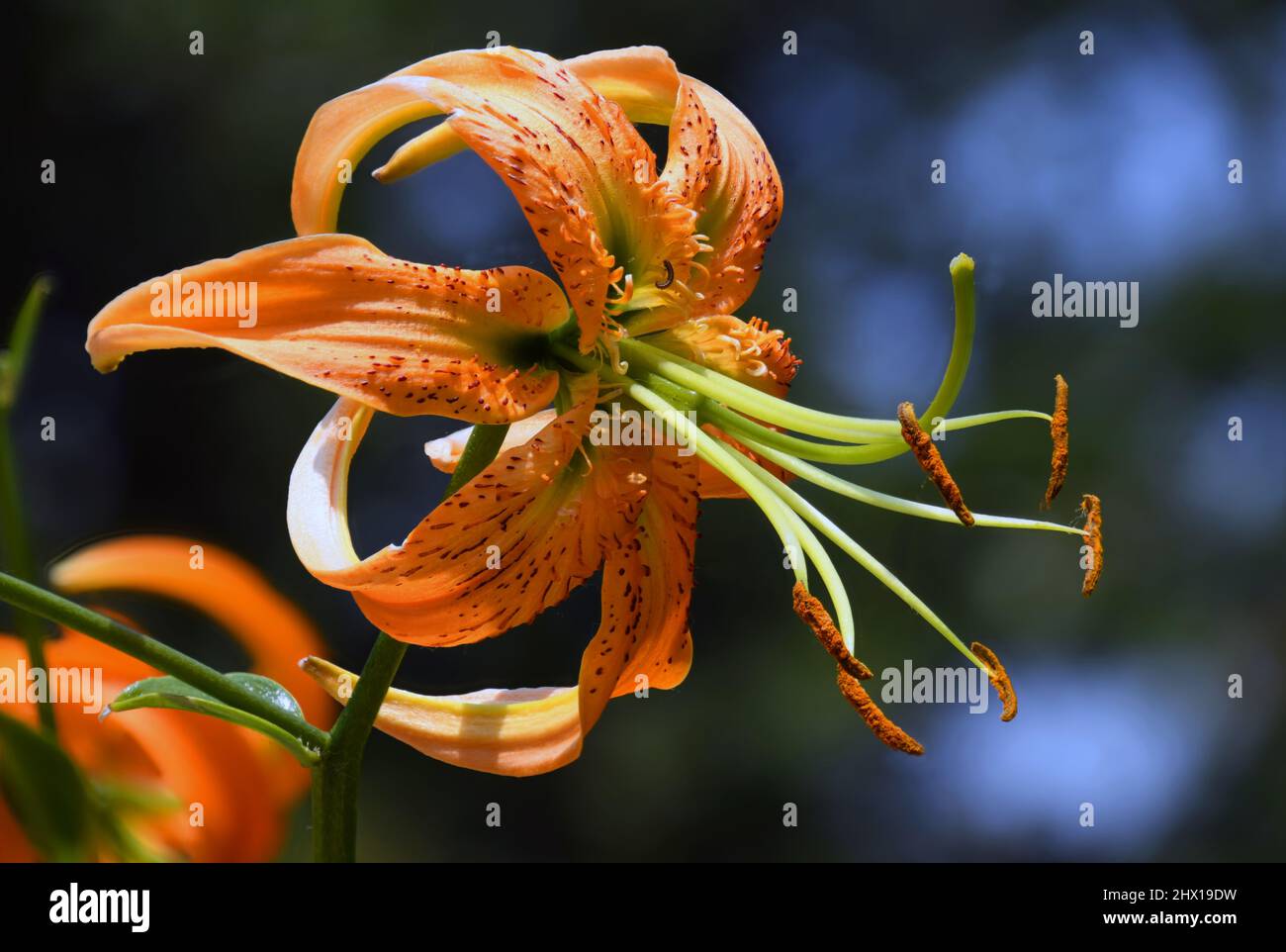 Orange Tiger Lily in late summer in the Rio grande River Valley of New Mexico. Orange is the color that indicates attaining goals and wealth. Stock Photo