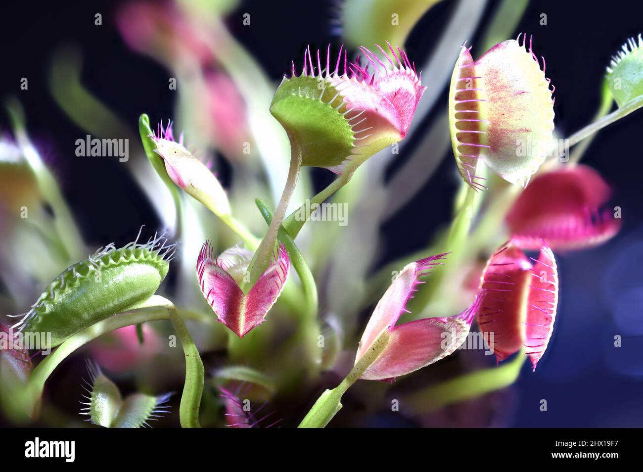 Venus fly Trap Close Up photographed on a dark background. It catches its prey chiefly insects and arachnids. Stock Photo