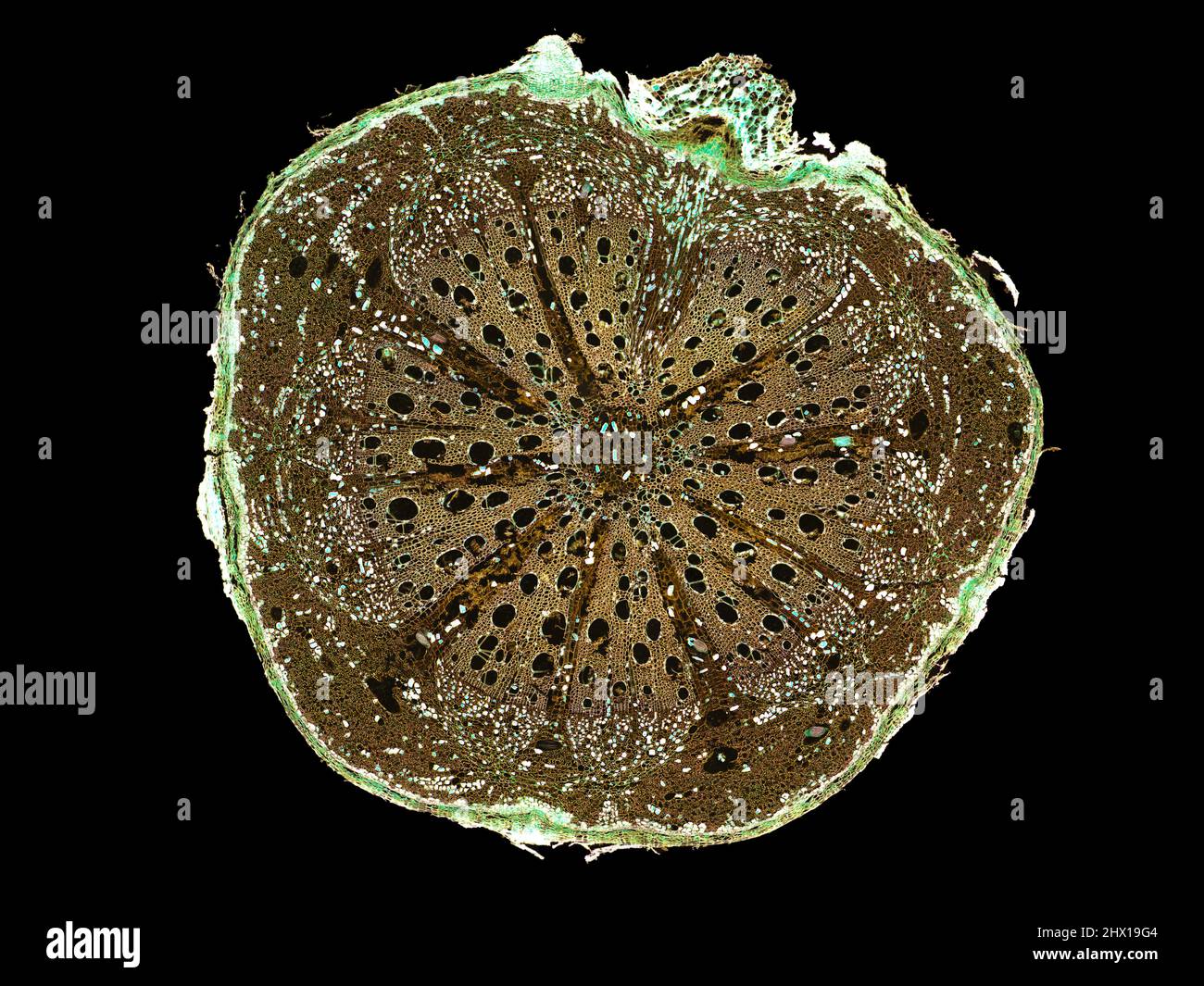 Microscopic cross section of plant stem showing cells, botanical ...