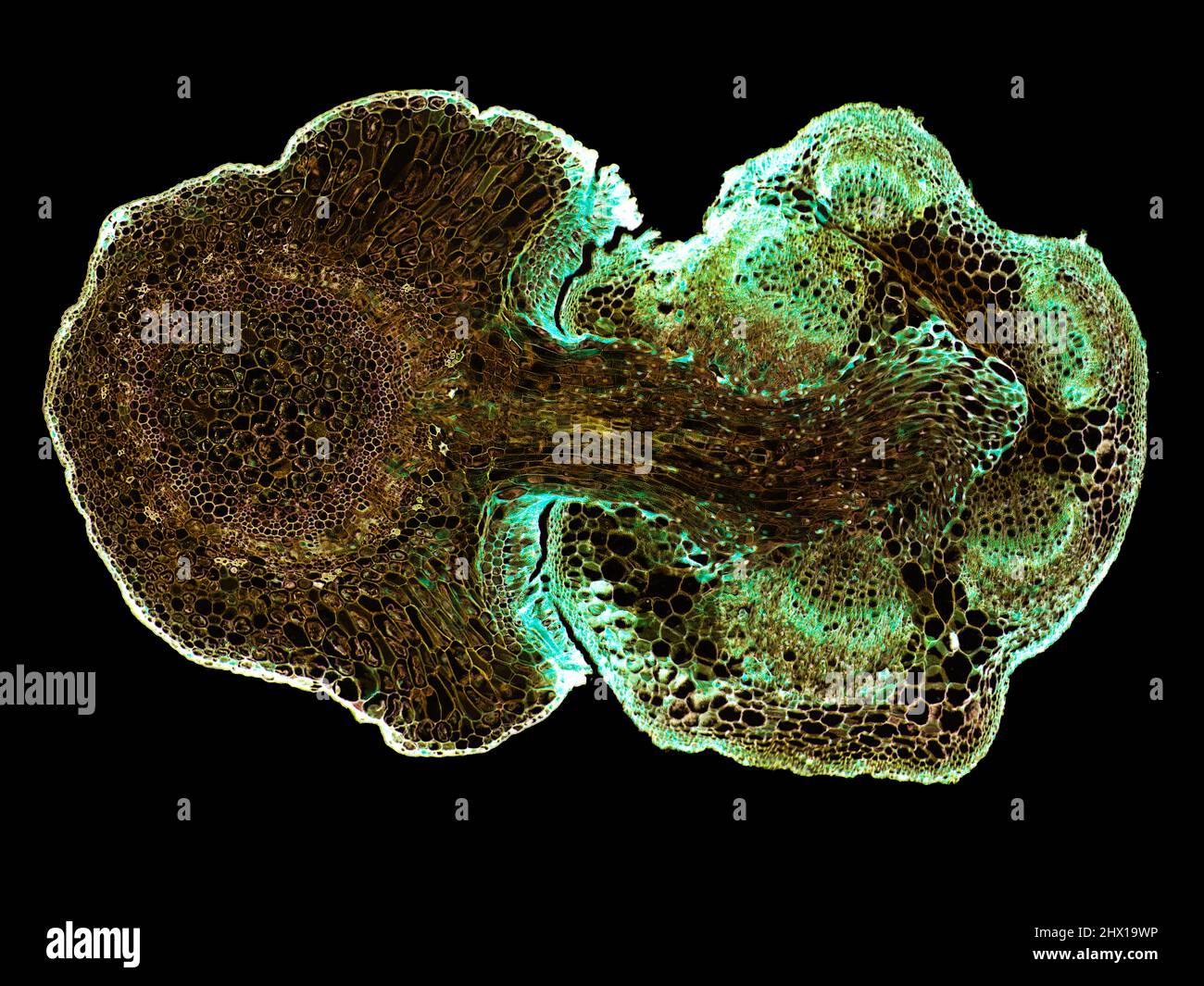 Microscopic cross section of plant stem showing cells, botanical ...